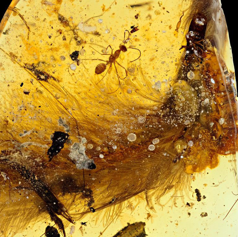 Image Source: R.C. MCKELLAR, ROYAL SASKATCHEWAN MUSEUM