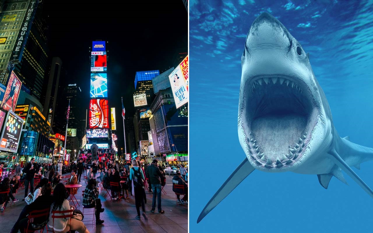 Crazy Fact: New Yorkers bite more people than sharks