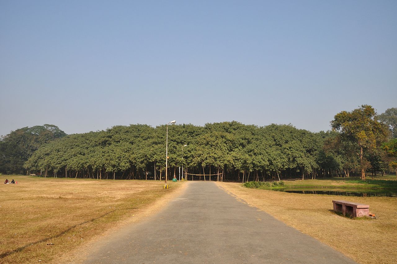 Great Banyan tree in India