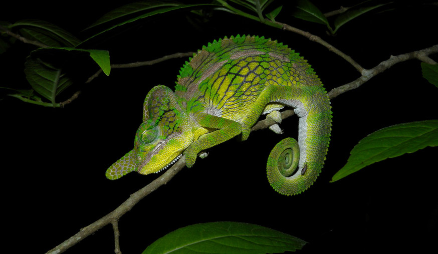 Male Labord's Chameleon, Madagascar mating