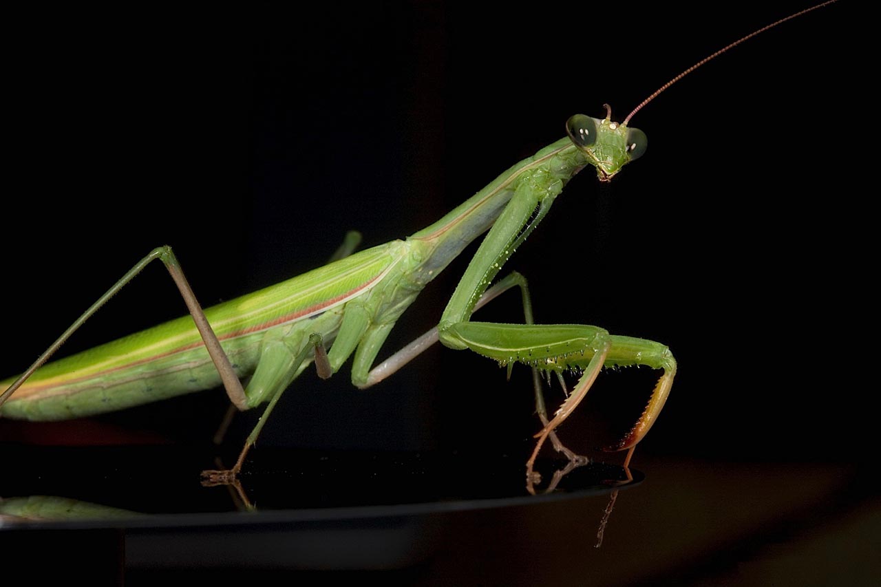 The male praying mantis loses his head after mating