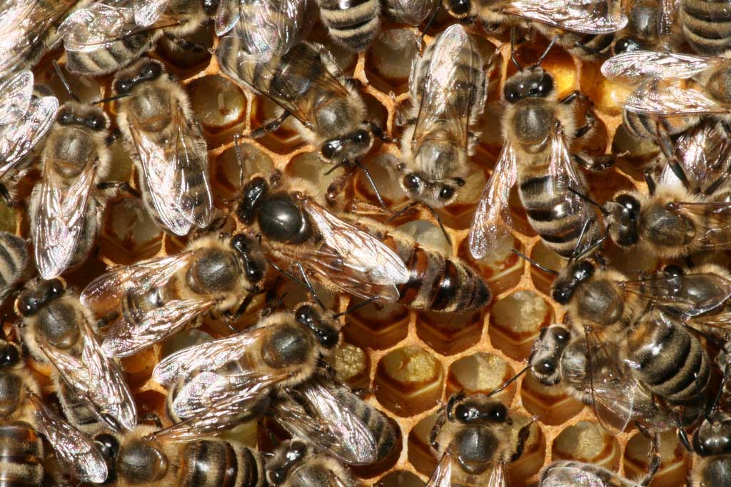 The queen mates with selected males. Males die after mating