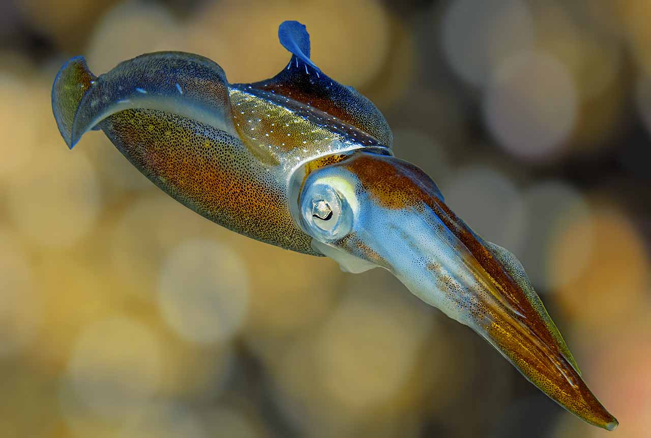 Caribbean Reef Squid mating