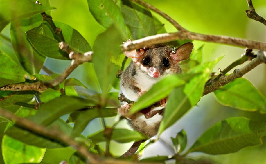 Brazilian Slender Opossums mating