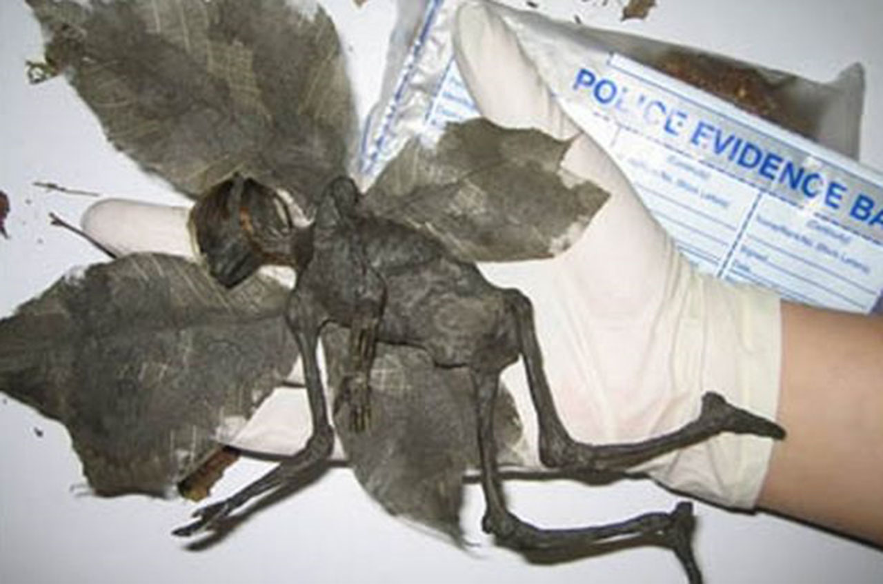 Mummified fairy
