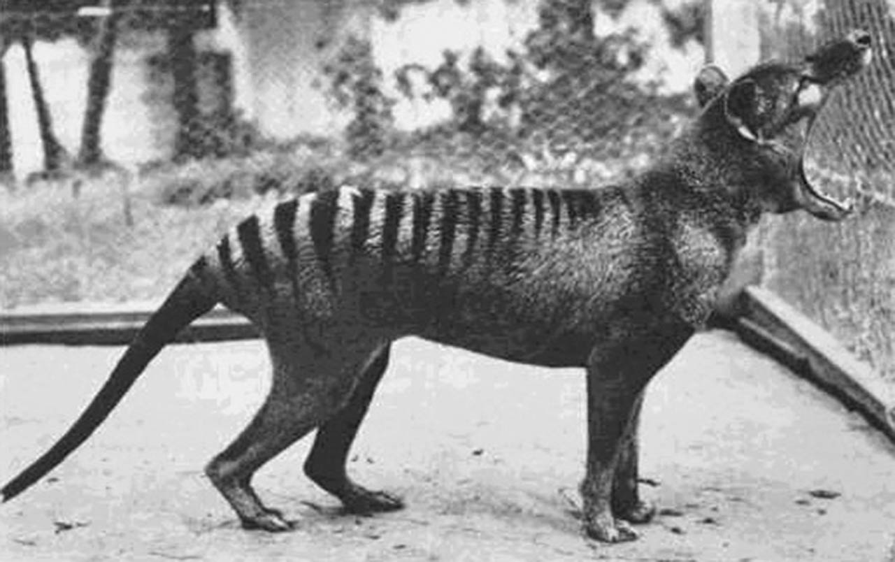 Extinct animal: Thylacine