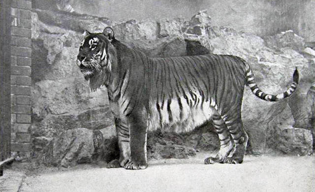 Panthera Tigris