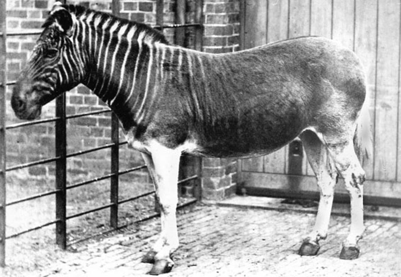 Quagga