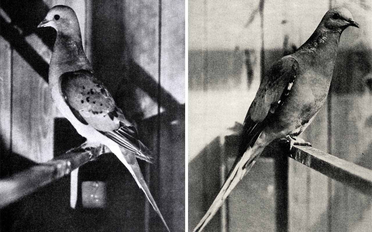 Passenger pigeon