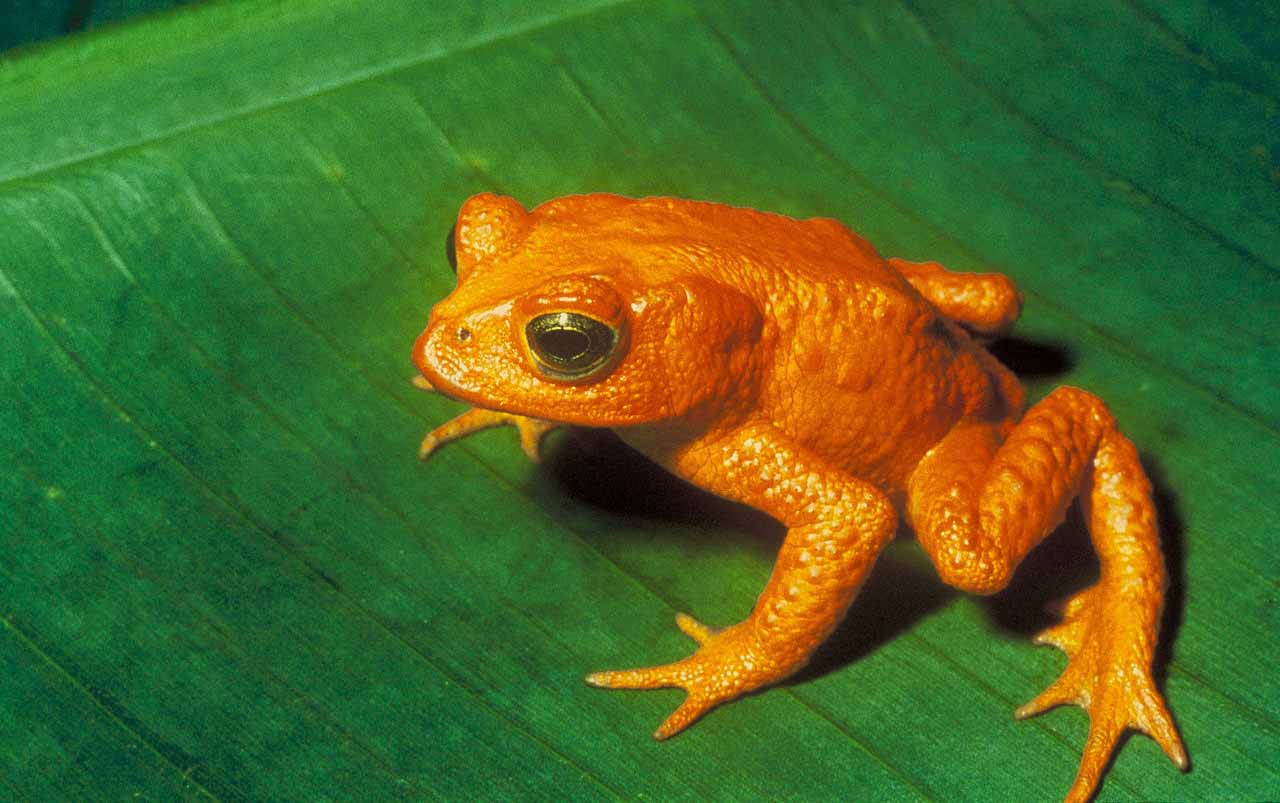 Golden Toad