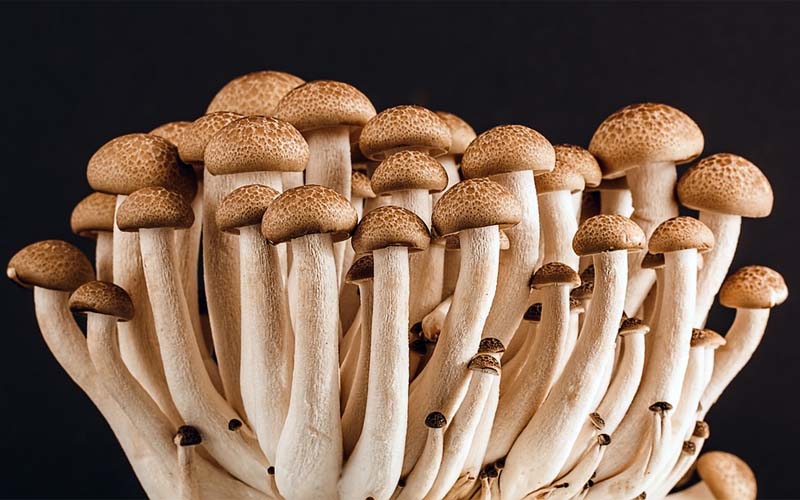 Mushroom spores, microscope