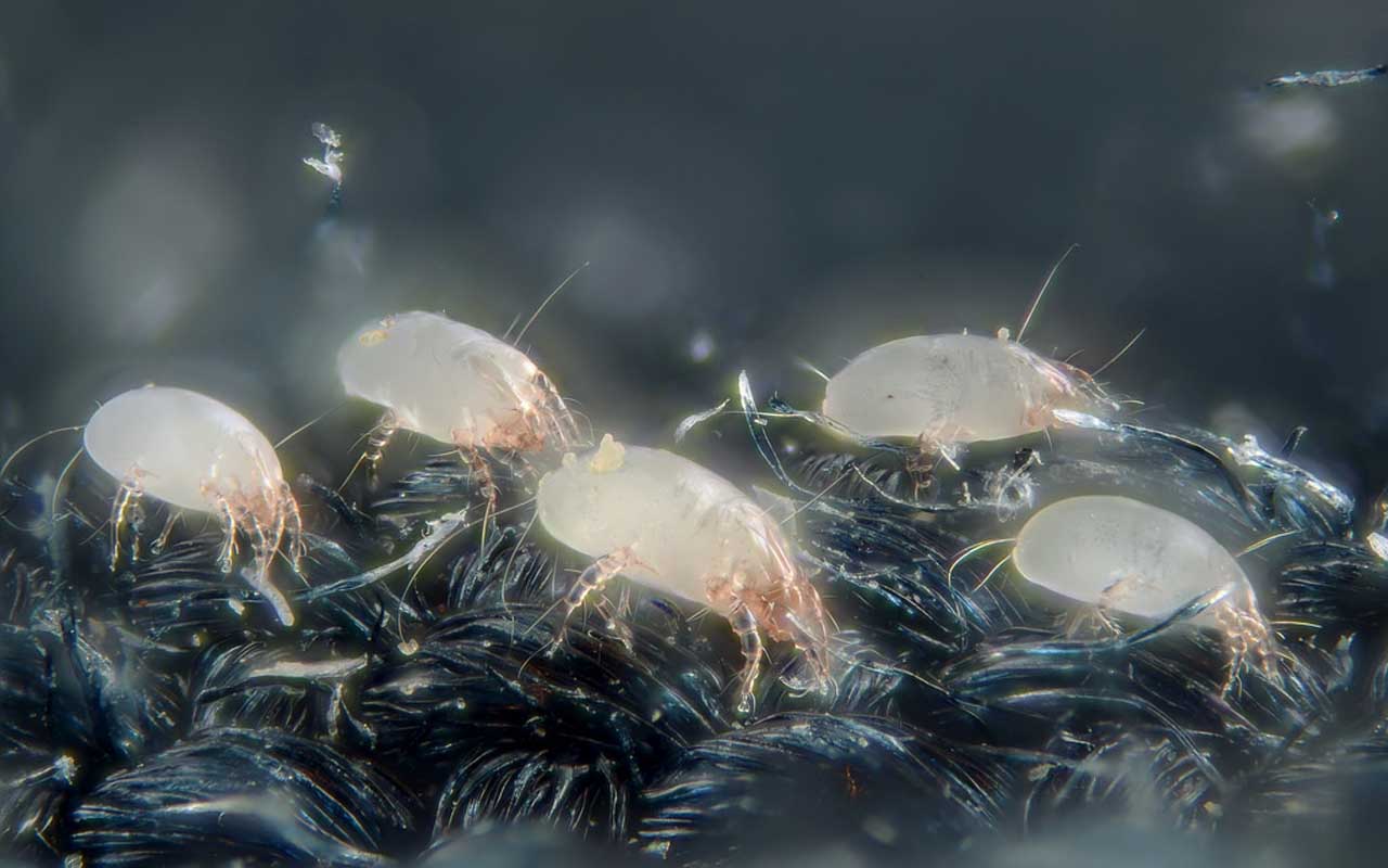 dust mites, bed, sleep, sleeping, weight, house, life