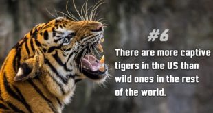 tigers, animals, facts, life, nature, earth, people