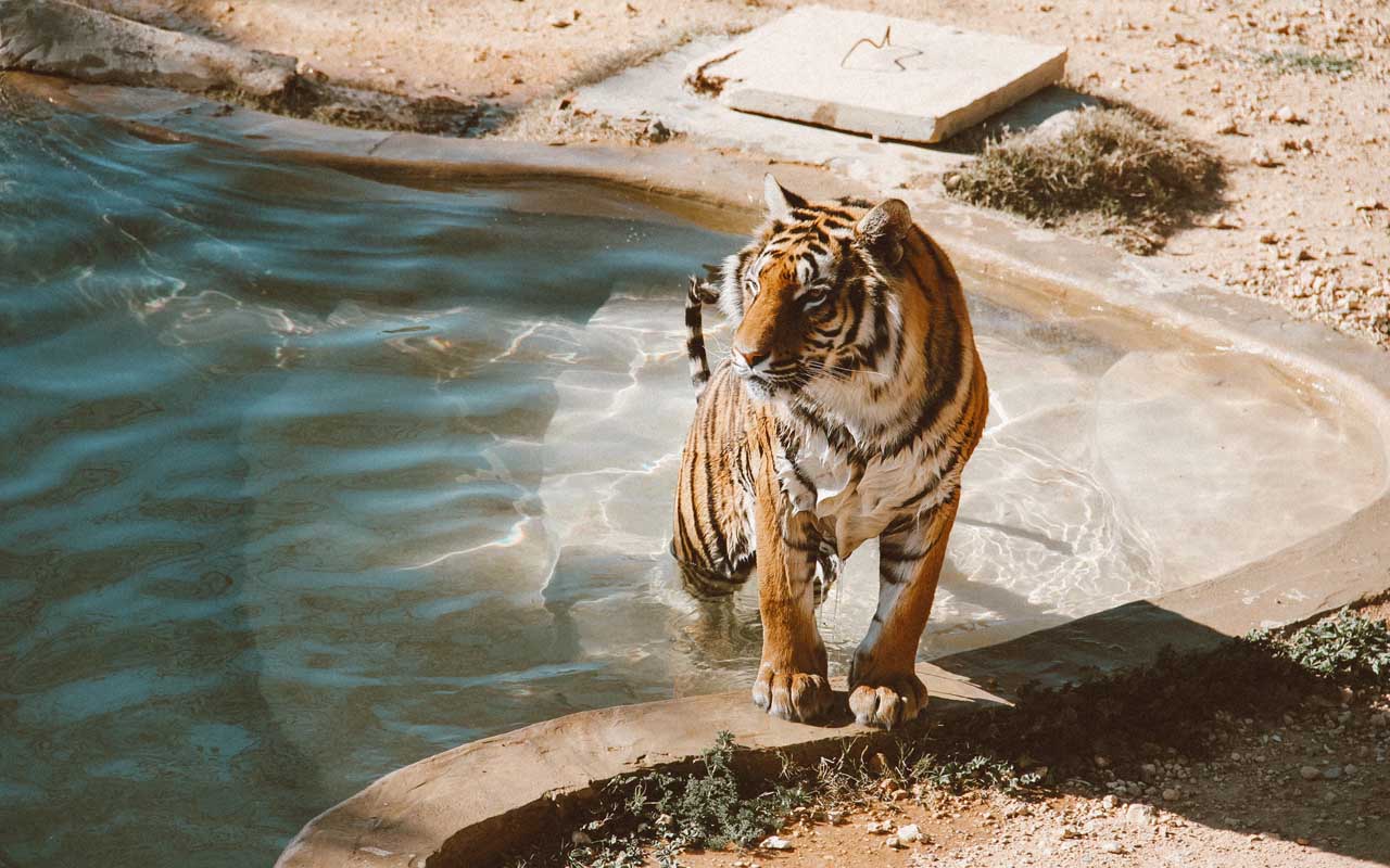 There are more captive tigers in the US than wild ones in the rest of the world, tigers, US, captivity