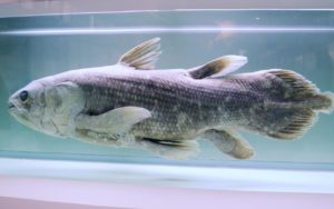 Coelacanth, ancient fish, life, ocean, NOAA