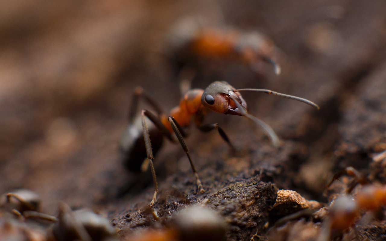 ants, colony, facts, Antarctica