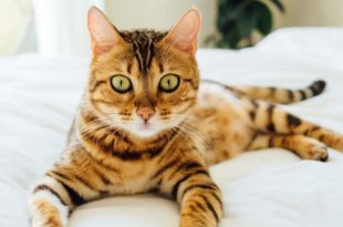 Bengal cat, kitten, feline, facts