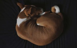 dog, sleeping, facts, animal