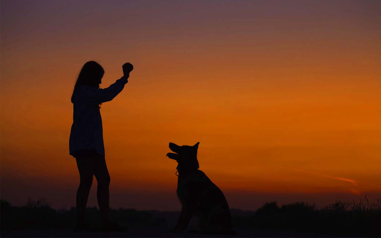 dog, playing, ball, friend