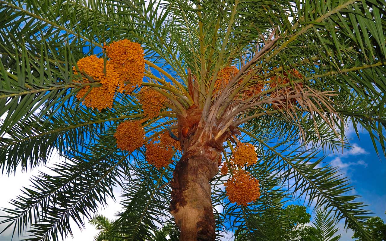 Facebook. dates, palm tree, grown, facts, foods. 
