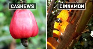 cashews, food, nature, grown