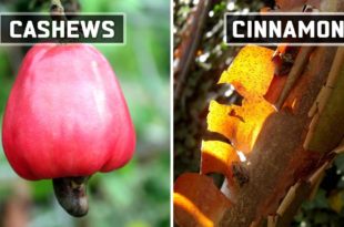 cashews, food, nature, grown