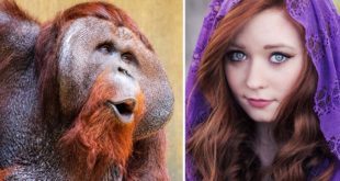 orangutan, facts, strange, life, nature