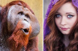 orangutan, facts, strange, life, nature