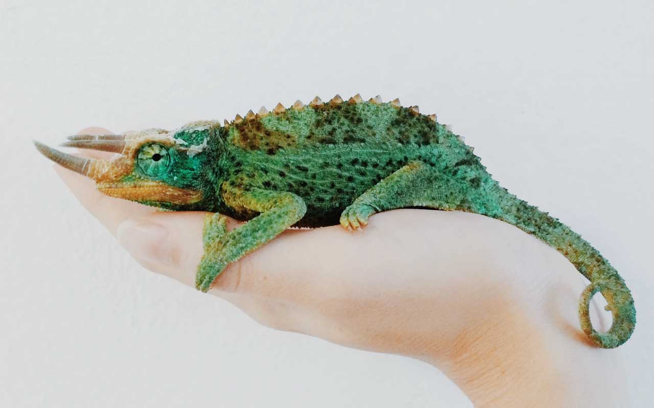 chameleon, facts, animal, mailed