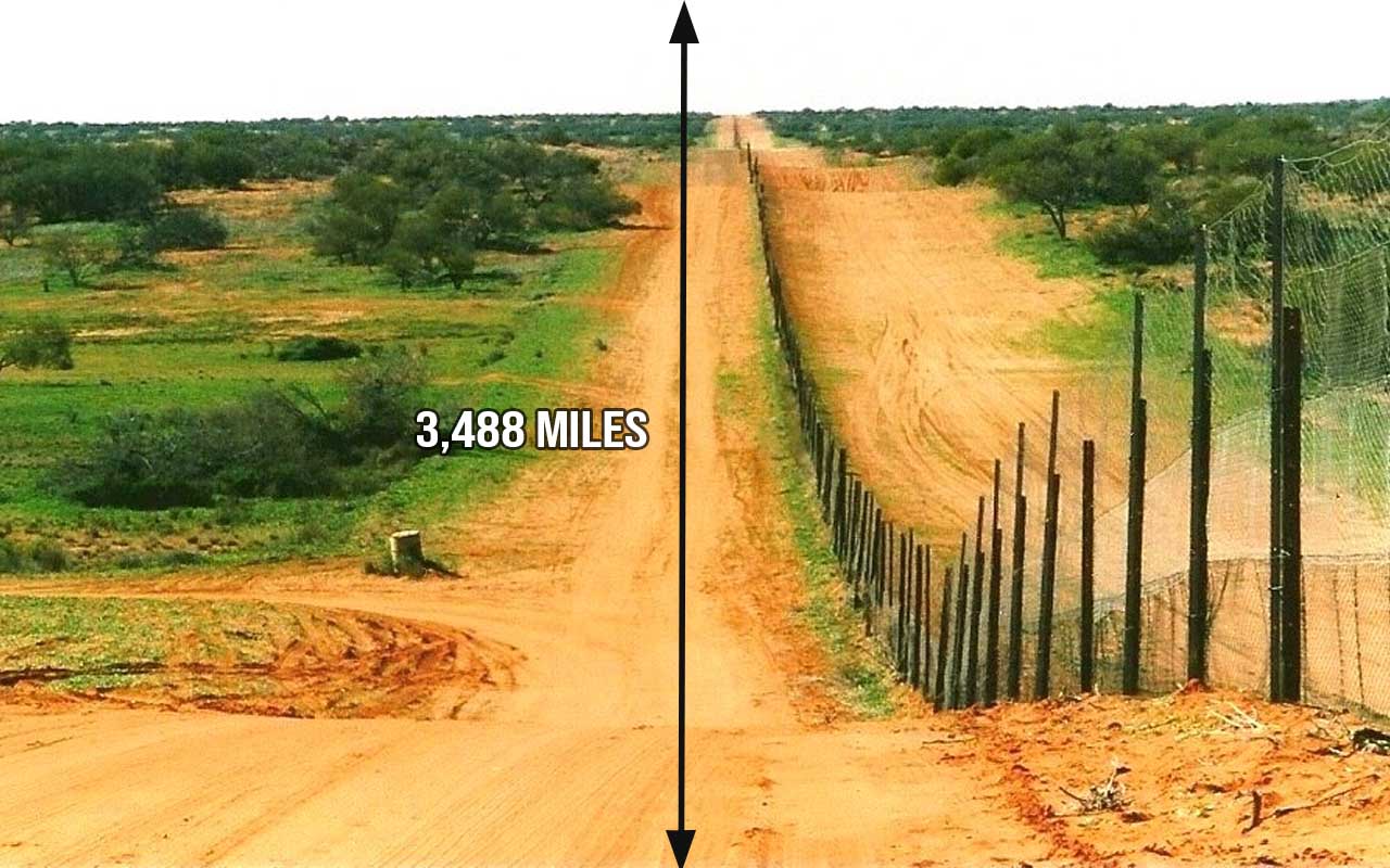 The Dingo Fence, Australia, facts, geographical, life