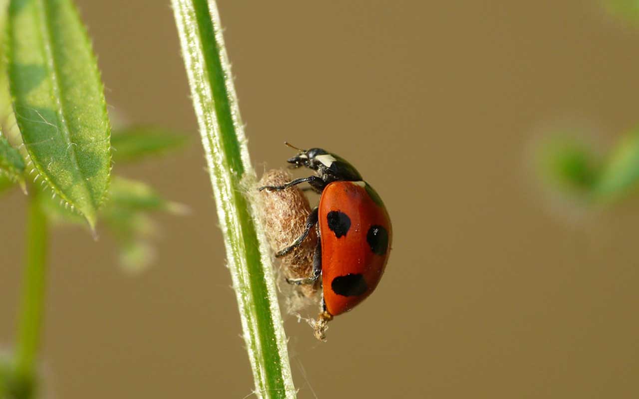  Ladybird parasite, Dinocampus coccinellae, animals, nature, parasites, facts, life