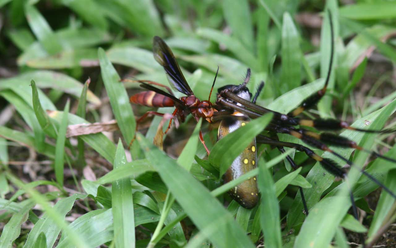 Hymenoepimecis argyraphaga, Costa Rican parasitic wasp, parasites, nature