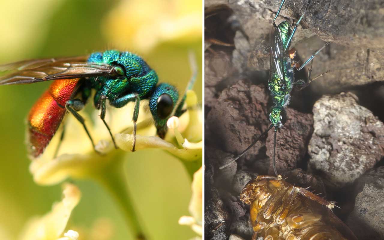 Emerald cockroach wasp, Ampulex compressa, parasites, world, Earth, facts