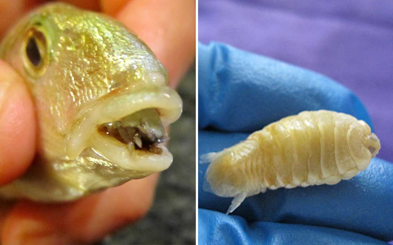 Cymothoa exigua, fish, aqua, nature, sea, parasites