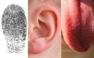 ear, tongue, fingerprints, facts, bodies, life, people, health