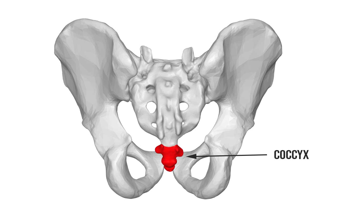 coccyx, tailbone, facts, life, people, weird, evolution