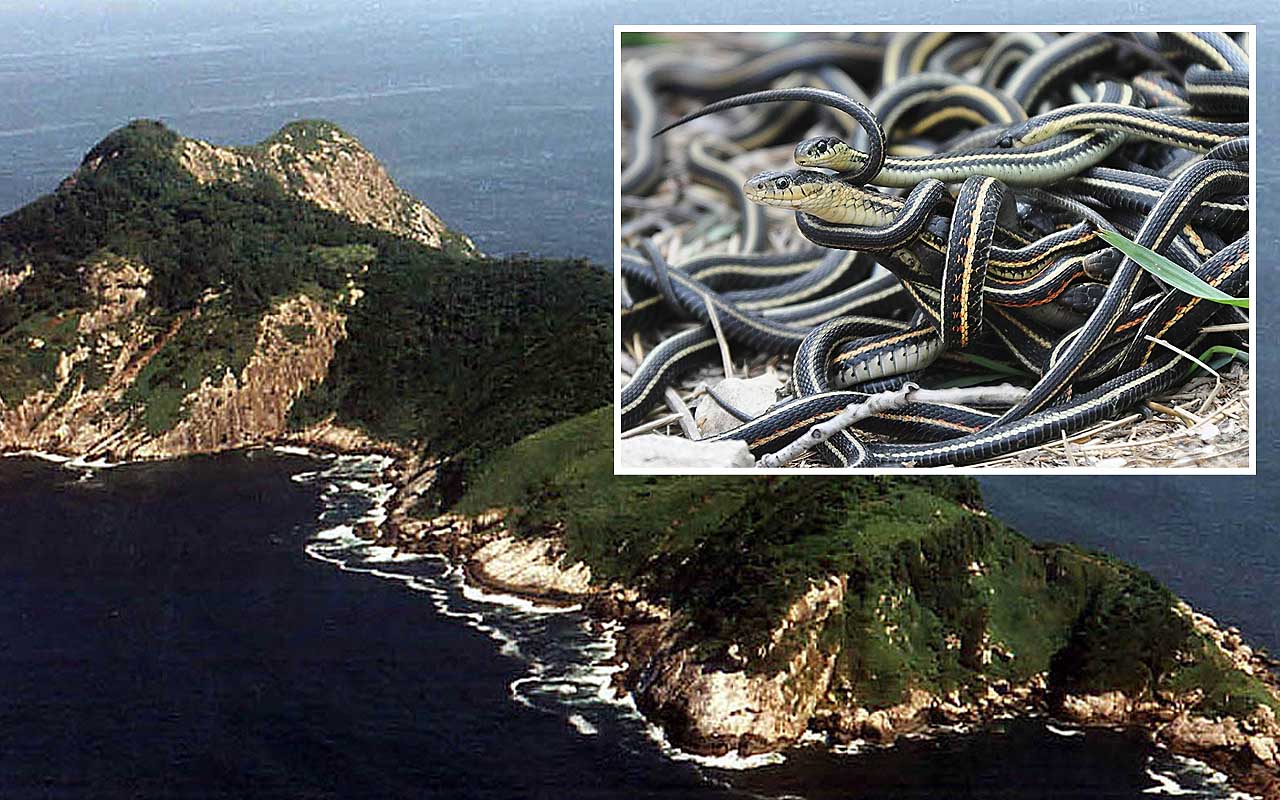 snake island, islands, facts, animals, life, Earth