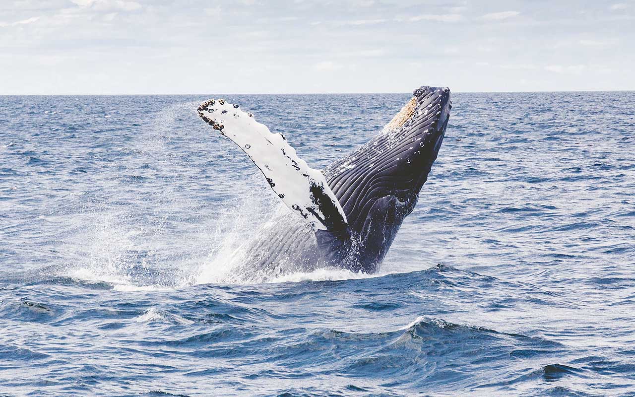 humpback whale, facts, life, nature, animals, uplifting