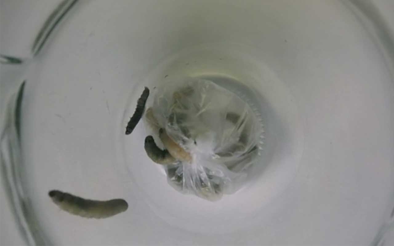 Scientists Discover Worms That Can Eat Plastic and Save our Planet