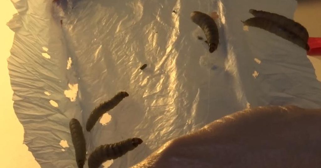 worms, nature, science, facts, life, animals