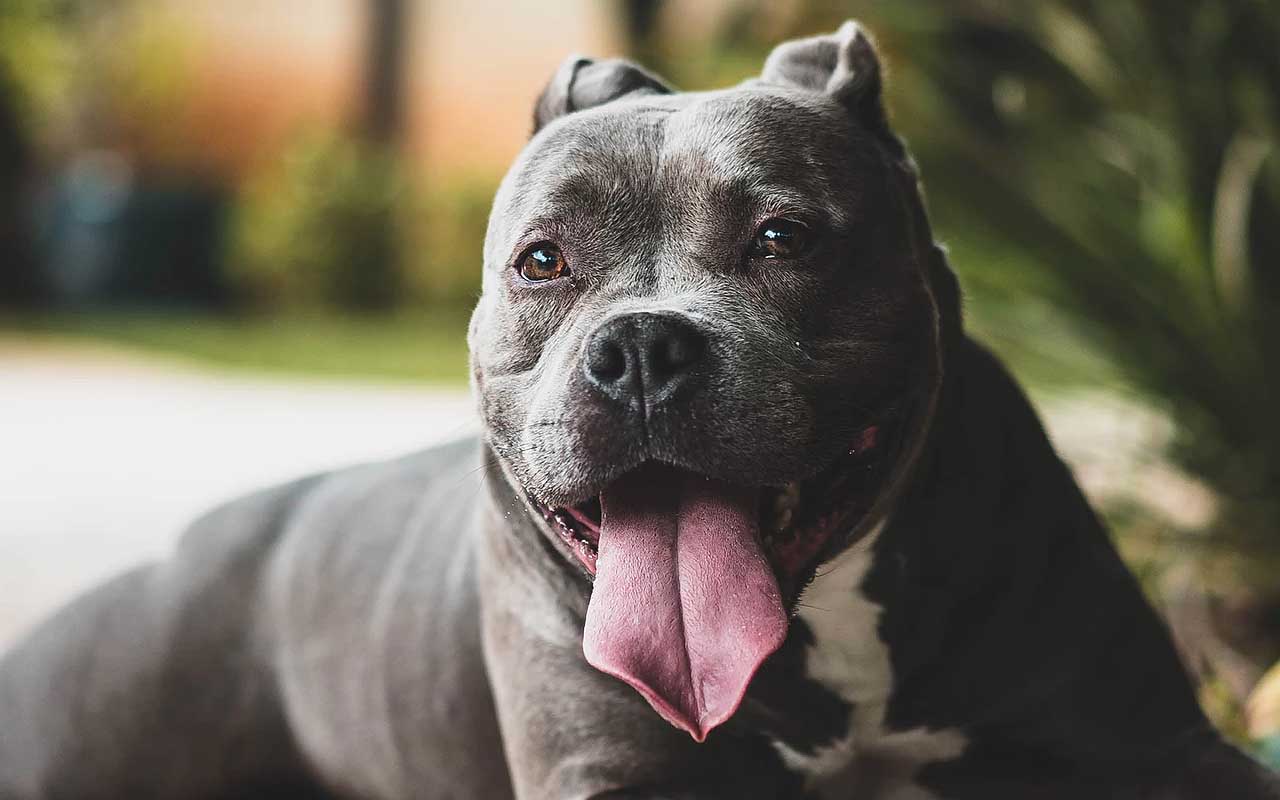 Terrier, pitbull, life, love, dog, animal, found