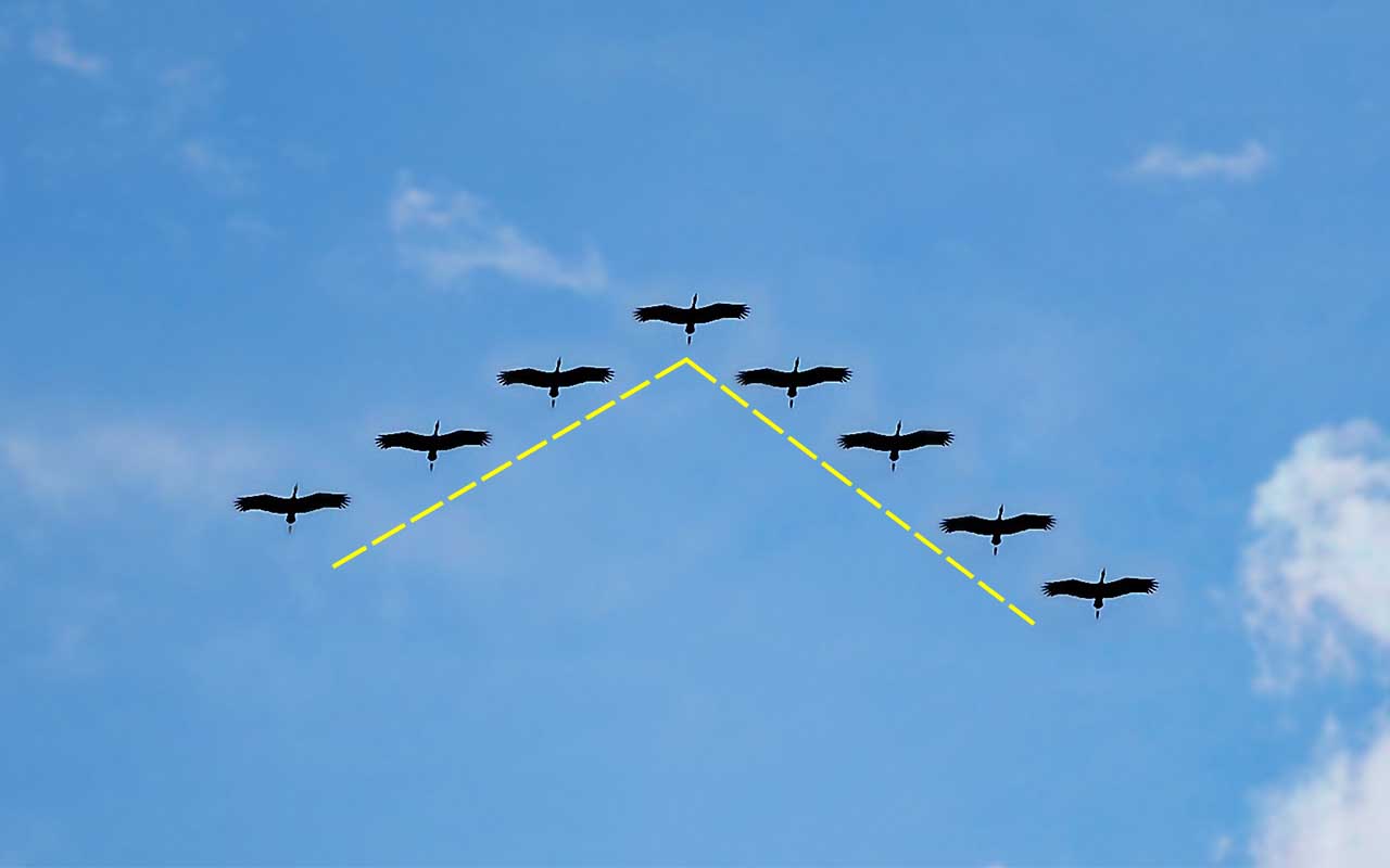 v-formation, birds, animals, interesting, life, people, facts