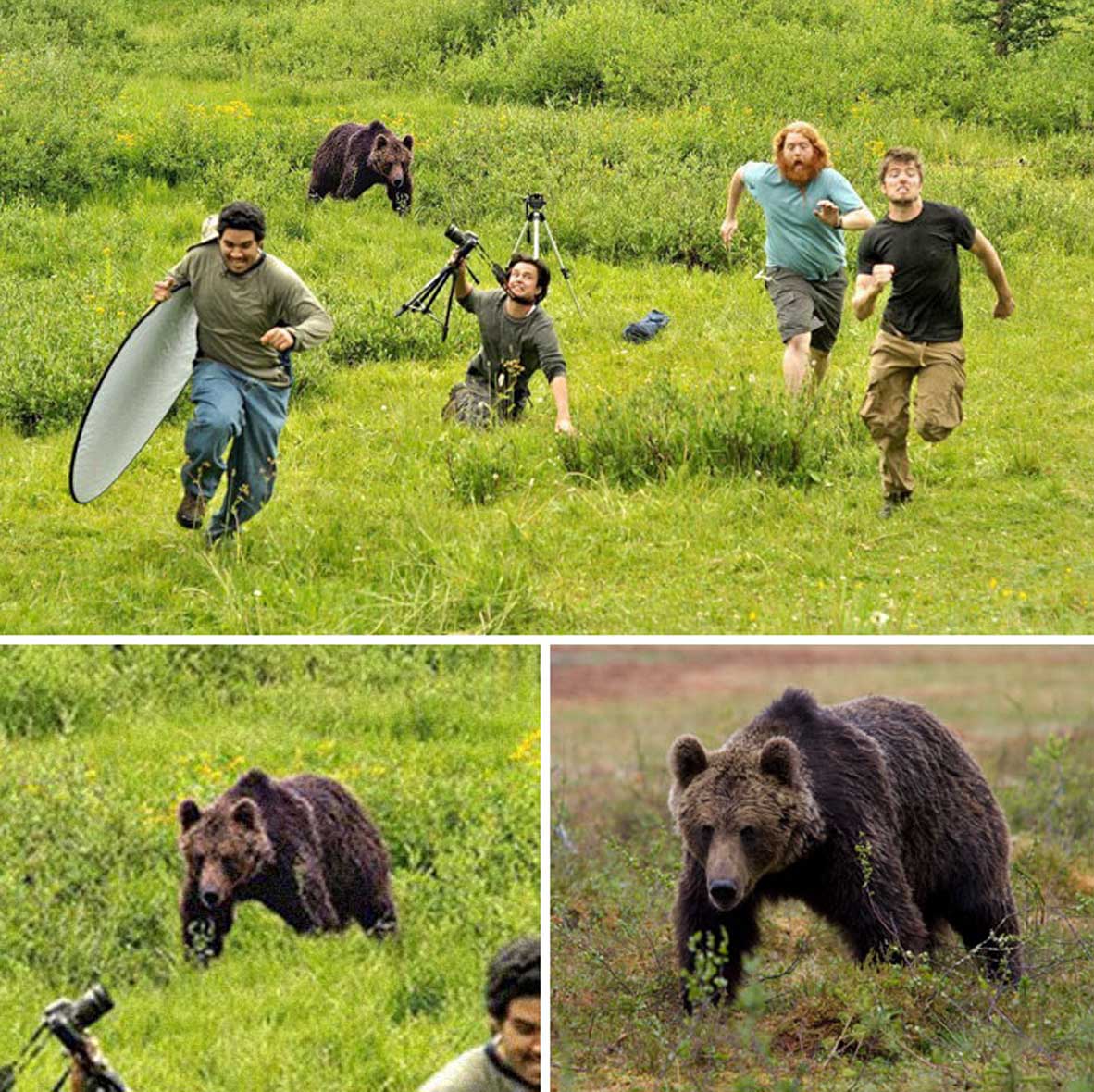 Фотографы бегут от медведя