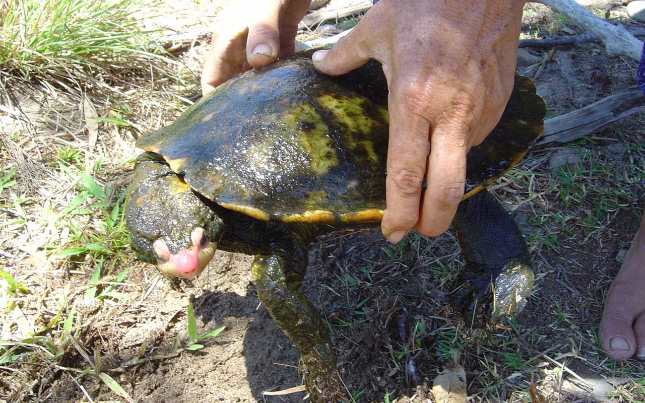 Turtle, species, animals, life, Steve Irwin, facts