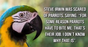 Steve, Irwin, Crocodile, facts, Australia, people