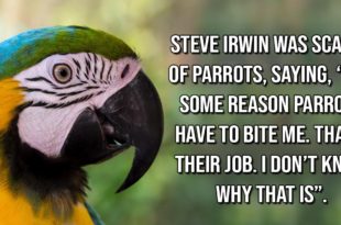 Steve, Irwin, Crocodile, facts, Australia, people