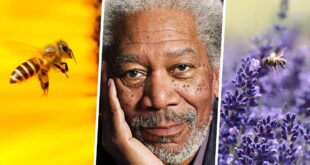 bee, Morgan Freeman, celebrity, facts, life