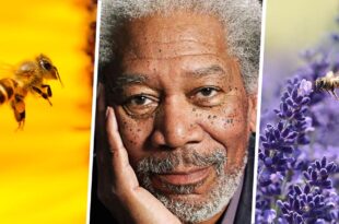 bee, Morgan Freeman, celebrity, facts, life