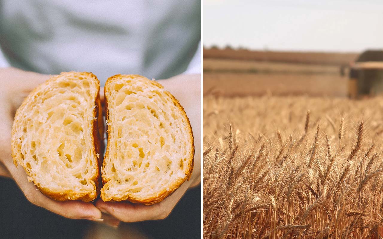 harvest, whole grain, foods, facts, wheat, bread, disappear