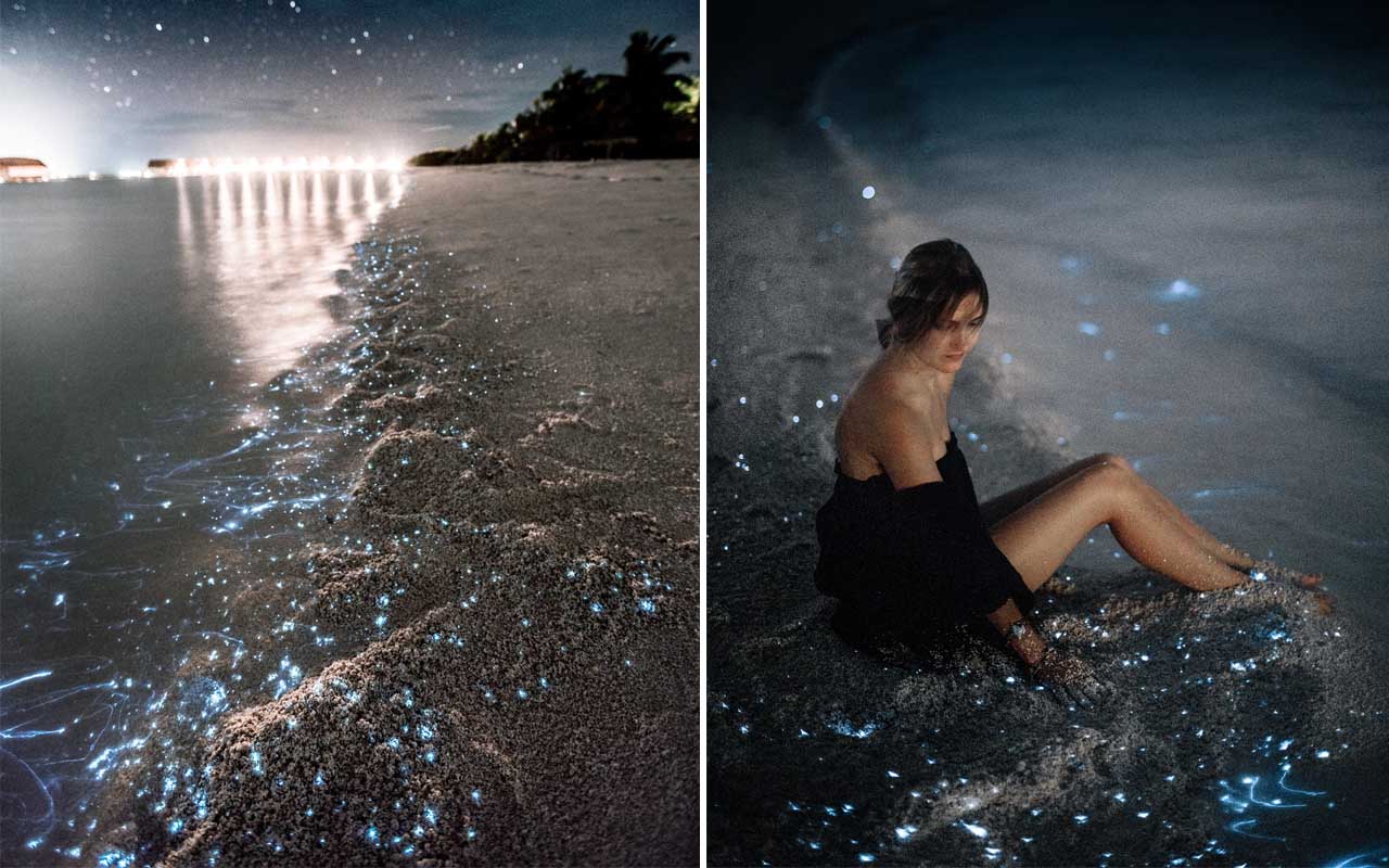 bioluminescent beach, incredible, Earth, nature, planet, facts, life